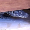 Phóng viên BBC tá hỏa khi thấy rồng Komodo trong nhà vệ sinh