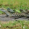 Những con ếch không hề tỏ ra sợ hãi khi tới gần chú cá sấu. (Nguồn: Tanto Yensen)