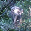 Con voi rừng bỗng trở lên hung dữ và tấn công cặp đôi ở Brumas khiến họ bị thương nghiêm trọng. (Nguồn: Nst.com.my)