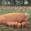 [Video] Chú lợn con bị mẹ hất tung lên trời vì chạy linh tinh