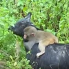 [Video] Chú khỉ con bám chặt đàn dê, quấn quýt không rời