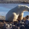 Gấu Bắc cực gây bất ngờ với hành động tình cảm dành cho chú chó