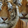 Hai cá thể hổ Amur. (Nguồn: World Wildlife Fund)