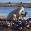 Chú gấu vuốt ve con chó trước khi ăn thịt. (Nguồn: YouTube)