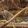[Video] Báo đốm hung dữ lao xuống nước, kéo cá sấu lên ăn thịt