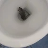 ​[Video] Phát hoảng khi thấy con chuột "nhảy nhót" trong bồn cầu