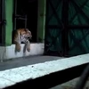 Con hổ dữ làm cả vườn thú có phen hoảng loạn. (Nguồn: Daily Mail)