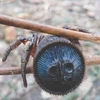 Một con nhện vác bụng Trung Quốc. (Nguồn: Portal Curio)