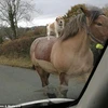 Chú chó ung dung đứng trên lưng ngựa. (Nguồn: Daily Mail)