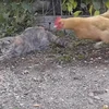 [Video] Chú mèo bị con gà “hớt tay trên” nhanh như cắt 