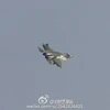 Mẫu máy bay FC-31 Gyrfalcon. (Nguồn: weibo)
