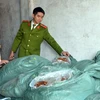 Lực lượng chức năng phát hiện và bắt giữ vụ vận chuyển 1,3 tấn lòng lợn không rõ nguồn gốc. (Ảnh: Nguyễn Hoàng/TTXVN)