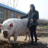 Chú lợn với cân nặng và chiều dài khủng đoạt giải "Vua lợn"