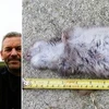 Ông Terry bên con chuột dài tới 48cm. (Nguồn: Daily Mail)