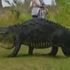 [Video] Sửng sốt với sự xuất hiện của con cá sấu khổng lồ
