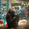 Colo trong buổi lễ sinh nhật hồi năm 2015. (Nguồn: Columbus Zoo and Aquarium)