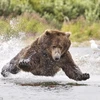 Khi thấy một con cá hồi lớn bơi gần đó, chú gấu đã lao xuống mặt nước để bắt cá. (Nguồn: Solent News)