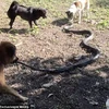 Bốn con chó tử chiến với rắn hổ mang chúa khổng lồ để bảo vệ chủ