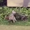 [Video] Nhân viên vườn thú bị con ngựa vằn hung dữ kéo lê