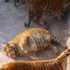 Những con hổ Siberia "gây sốt" vì thân mình mập mạp, béo tròn