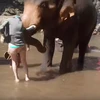 [Video] Hốt hoảng cảnh con voi hất tung nữ du khách lên cao