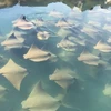 [Video] Ngỡ ngàng cảnh hàng chục con cá đuối vây quanh du thuyền