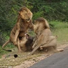 Ba con sư tử lao vào nhau và chúng gào liên tục gào lớn để đe dọa đối phương. (Nguồn: Barcroft Images)
