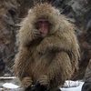 57 con khỉ ở Nhật Bản bị tiêm thuốc độc vì “gene ngoại lai”