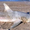 Xác con cá mập bị cắn đứt đôi. (Nguồn: foxnews.com)