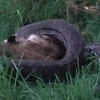 [Video] Rùng mình cảnh trăn khổng lồ nuốt chửng chú linh cẩu lớn
