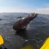 [Video] Đang chèo thuyền trên sông bị hải cẩu lao thẳng vào mặt
