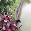 Khoảnh khắc đáng sợ khi đàn hổ xâu xé con mồi sống ở Trung Quốc