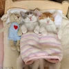 Hai chị em mèo "gây sốt" khi không thể ngủ nếu thiếu nhau