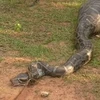 [Video] Bắt sống con trăn khổng lồ đang nuốt chửng miếng mồi