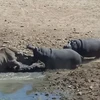 [Video] Hà mã nổi điên cắn chết tê giác đang uống nước dưới hồ