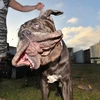 Chú chó tên Martha, nặng 57 kg, đã giành chiến thắng trong cuộc thi. Nó sẽ nhận được giải thưởng trị giá 1.500USD cùng một chuyến đi tới New York. (Nguồn: AFP)