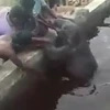 Dân làng chung sức giải cứu chú voi con bị ngã xuống bể nước