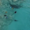 [Video] Hàng trăm con cá mập bơi lởn vởn gần nhóm du khách