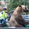 [Video] Ngỡ ngàng cảnh chở con gấu lớn trên đường phố đông đúc