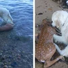 Kinh ngạc cảnh tượng chú chó lao xuống biển để cứu con nai