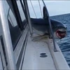 Cá mập quằn quại trong đau đớn vì mắc kẹt trên thuyền đánh cá