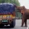 [Video] Ngỡ ngàng cảnh con voi chặn xe tải giữa đường để lấy thức ăn