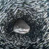 Con cá mập bơi len lỏi giữa hàng ngàn chú cá nhỏ. (Nguồn: Caters News Agency)