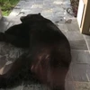 Con gấu ngủ trước cửa nhà ông Woodard. (Nguồn: News6)