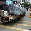 Phẫn nộ cảnh xẻ thịt cá mập voi trên phố để bán cho nhà hàng