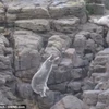 Nhói lòng cảnh hải cẩu lao ​xuống vách đá để chạy trốn khách du lịch