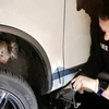 Chú gấu túi bị kẹt trong bánh xe ô tô. (Nguồn: Jane Brister)