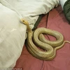 Con rắn bò trên giường. (Nguồn: Facebook)