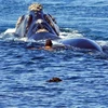 Người đàn ông 'đùa giỡn với tử thần' khi bơi cạnh cá voi lưng gù