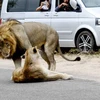 Đôi sư tử mải mê làm 'chuyện ấy' giữa đường, gây ách tắc giao thông